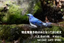 八王子はり処 オオルリ