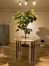 HARIKYULAB