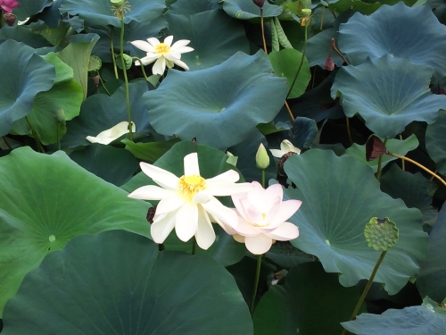 歯やお顔の痛み・しびれのお悩みに　YNSAの紗楽鍼灸院のこだわりポイント