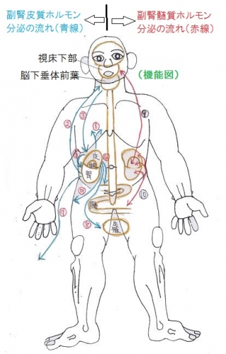 福本鍼灸院のこだわりポイント