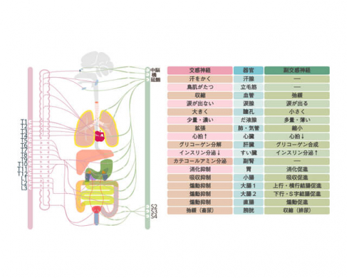 伝馬町鍼灸院のこだわりポイント