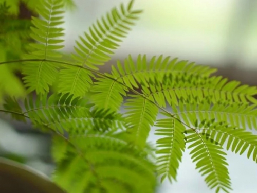 あおい鍼灸院のこだわりポイント