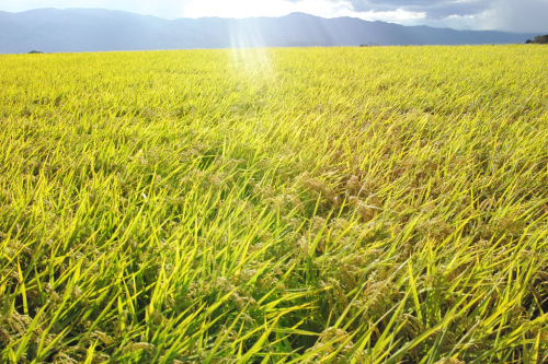 トータルヒーリングスペースRUACH（ルーア）のこだわりポイント