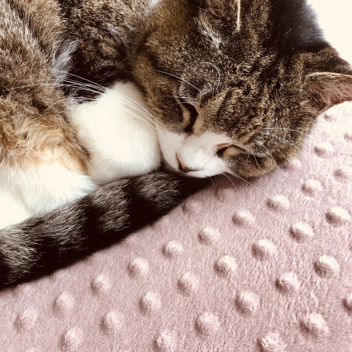 鍼灸彩彩　お灸とはりのさいさいのこだわりポイント