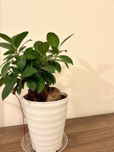 鍼灸院まめのこだわりポイント