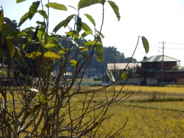 鍼灸治療院天風堂 鍼灸のメニュー画像