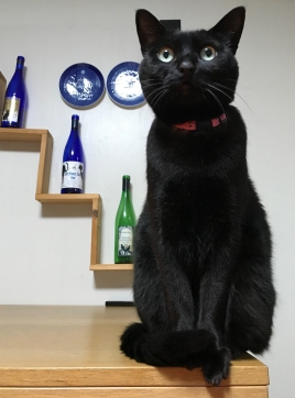福鍼灸 TF Conditioning 猫と遊ぶのメニュー画像