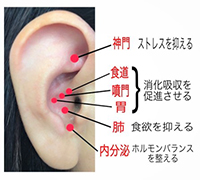 安井鍼灸整骨院 耳つぼ体質改善ダイエット ¥1,000のメニュー画像