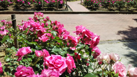 歯やお顔の痛み・しびれのお悩みに　YNSAの紗楽鍼灸院 美容のためのはり施術（美容鍼灸）のメニュー画像