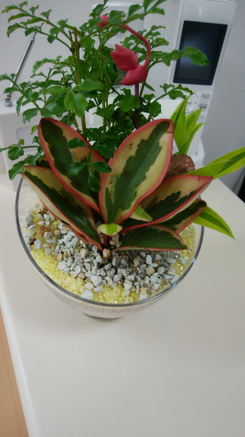 歯やお顔の痛み・しびれのお悩みに　YNSAの紗楽鍼灸院 初診料のメニュー画像