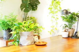 はりきゅう治療室GreenRemedy 集中ケア鍼灸全身コースのメニュー画像