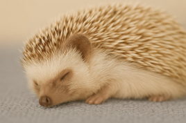 はりねずみ鍼灸接骨院 🌇平日夕方限定特別メニュー〔今だけ‼〕のメニュー画像