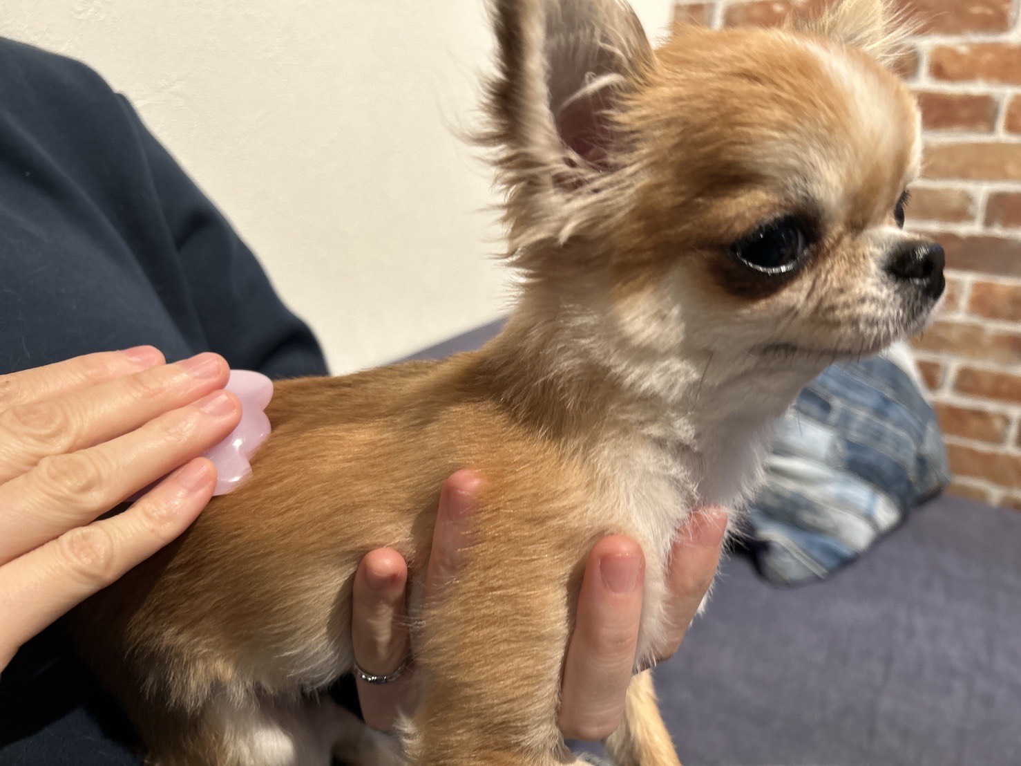 鍼灸マッサージ治療室ともさんち ドッグマッサージ20分（小型犬　１０ｋｇまで）のメニュー画像