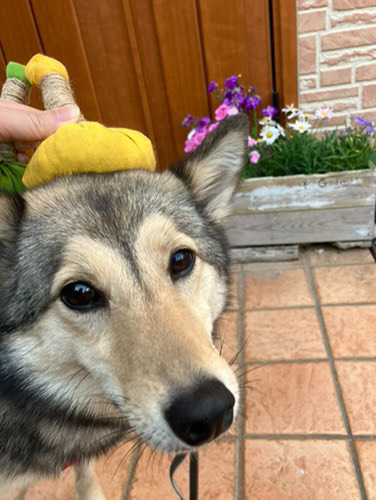 鍼灸マッサージ治療室ともさんち [飼い主さん]ハーブボール３０分のメニュー画像