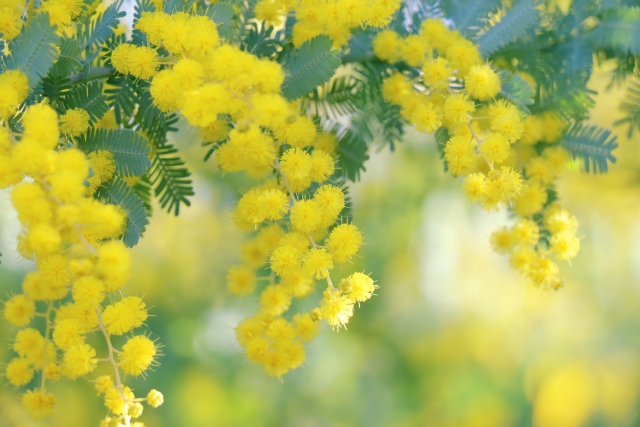 tonou【とのう】 春の巡り　toto　のえケアのメニュー画像