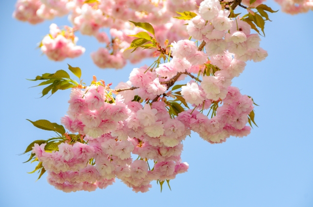 tonou【とのう】 春の肌リセット～冬の汚れを落とし、迎えるクリアな素肌と美肌鍼で作る土台とのメニュー画像