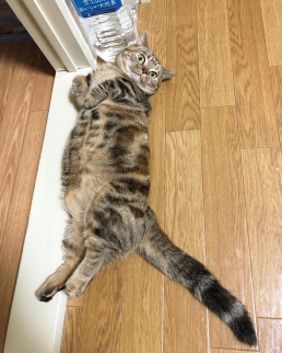 慧寿庵 のスタッフ画像-1